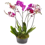 Wonder of Orchids.jpg