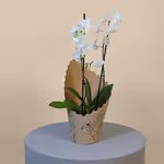 White Phalaenopsis Orchid.jpg