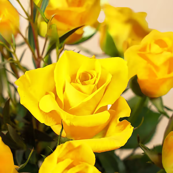 111508_closeup.png