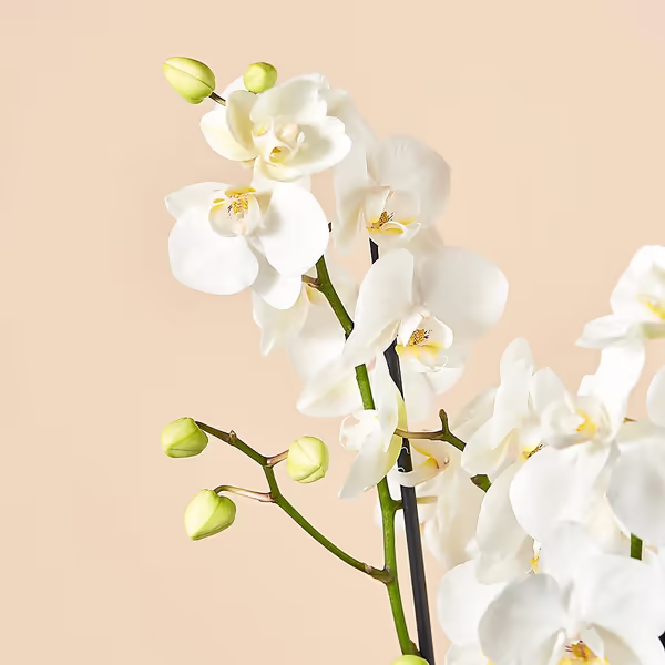 White Phalaenopsis Orchid 2.jpg