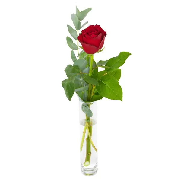 One red rose