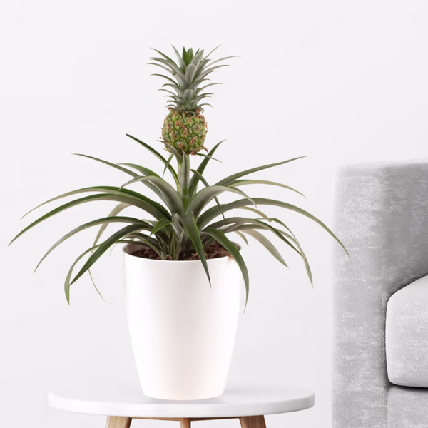 Pineapple Plant PC DE