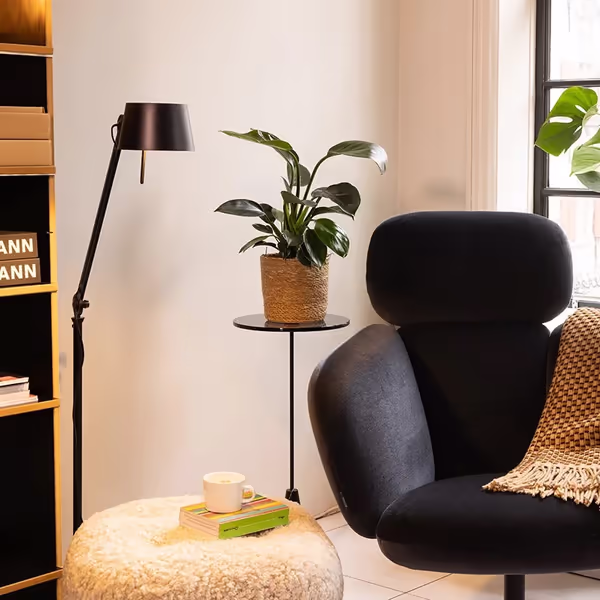 Philodendron